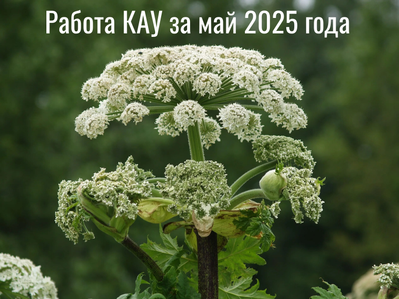 Работа КАУ за май 2025 года.